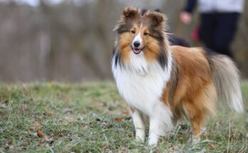 shetlandi juhaszkutya sheltie