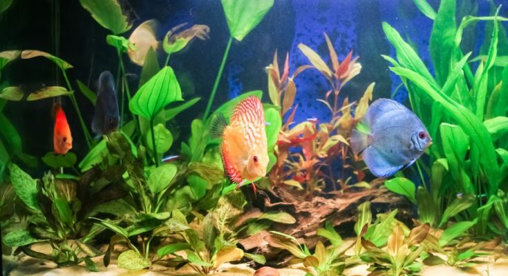 Akvarium karbantartasa