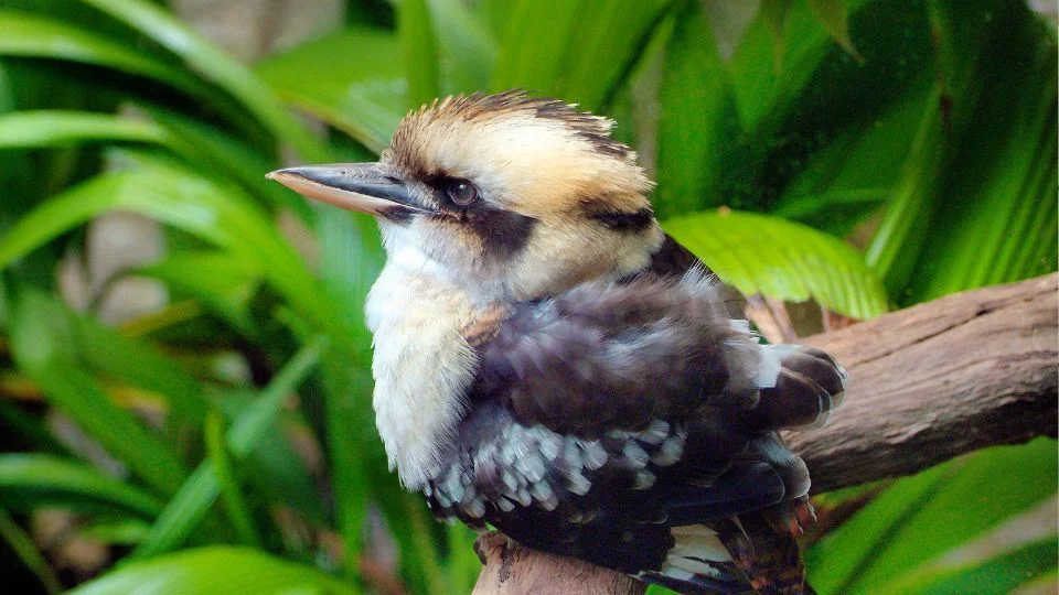 Egy gyönyörű ausztrál madár, a kookaburra, ágról nézve, zöld levelek között.