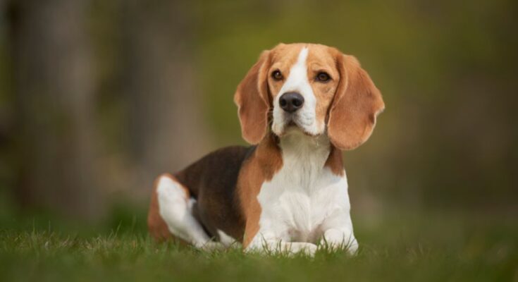 Beagle 5