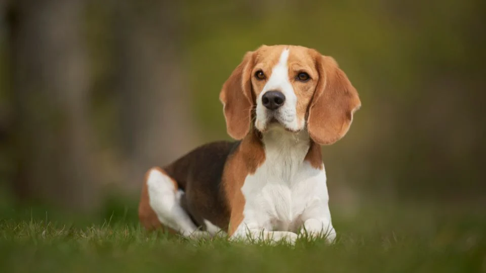 Egy Beagle kutya fekszik a fűben, figyelmesen néz a kamerába.