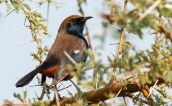 Bokorrigo Copsychus fulicatus