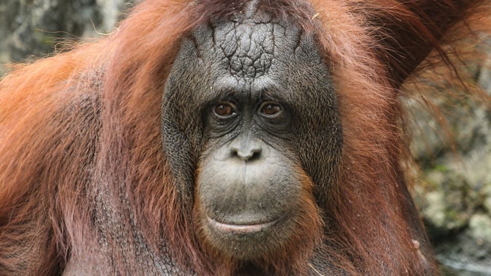 Bornoi orangutan Pongo pygmaeus 1