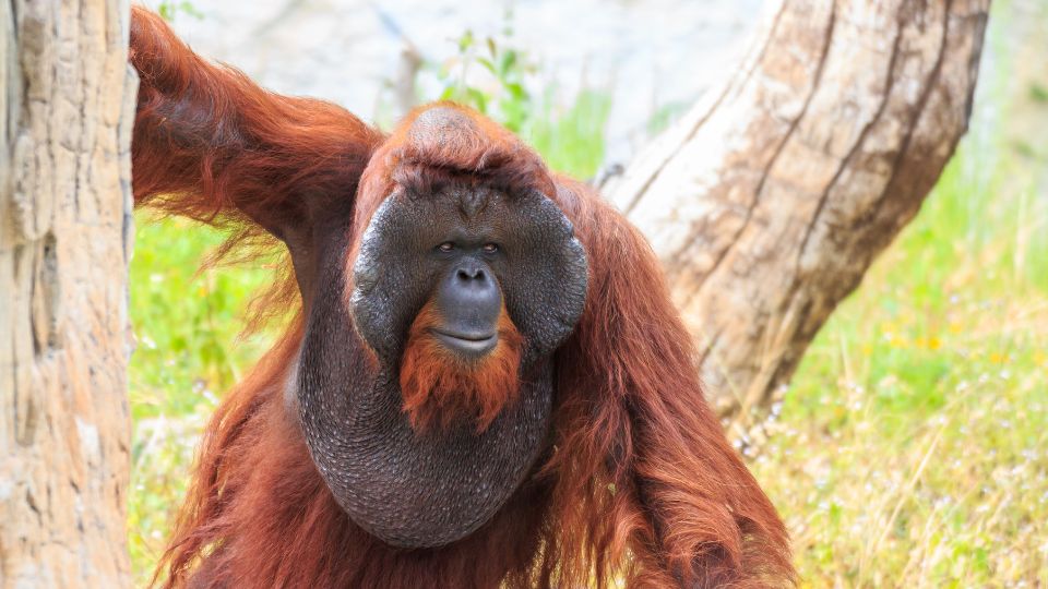 Bornoi orangutan Pongo pygmaeus 2