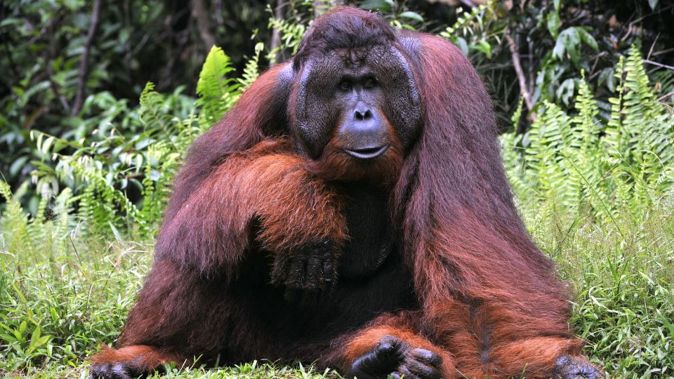 Bornoi orangutan Pongo pygmaeus 3