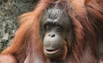 Bornoi orangutan Pongo pygmaeus