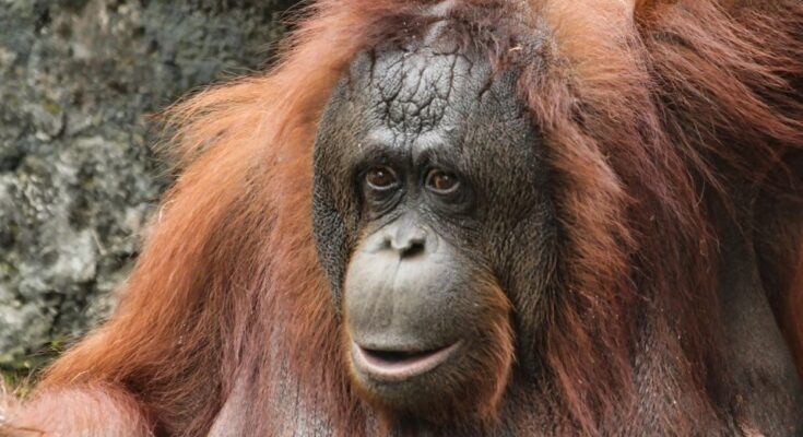 Bornoi orangutan Pongo pygmaeus