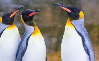 Csaszarpingvin Aptenodytes forsteri 1