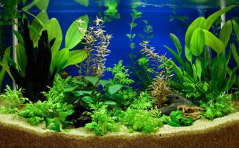 Edesvizi akvarium