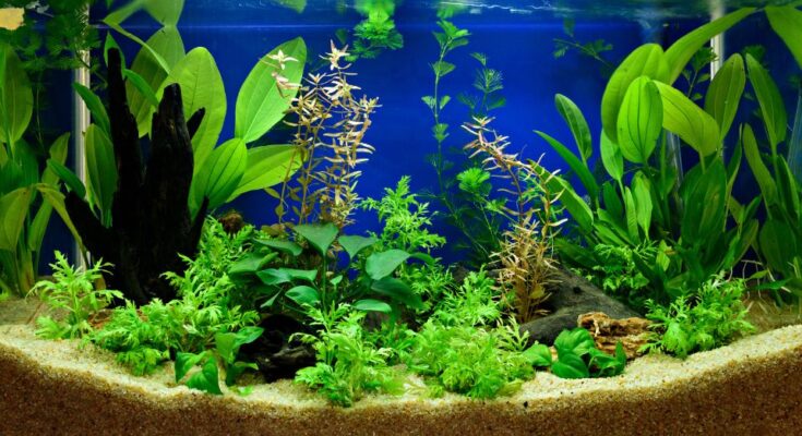 Edesvizi akvarium