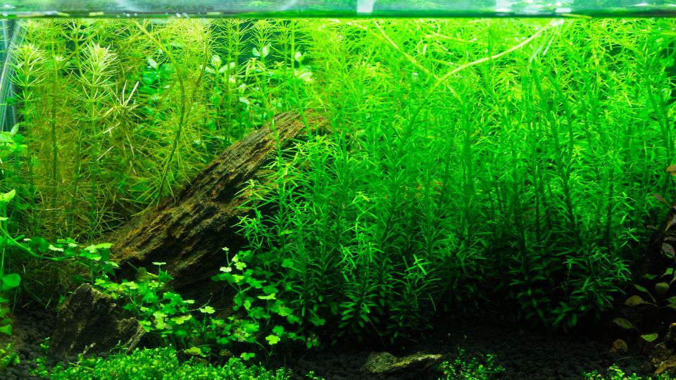 Edesvizi akvariumi disznovenyek 1