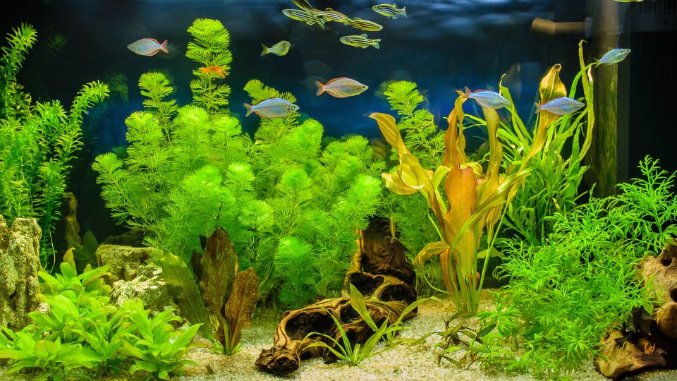 Edesvizi akvariumi disznovenyek 2