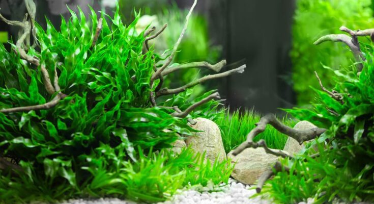 Edesvizi akvariumi disznovenyek