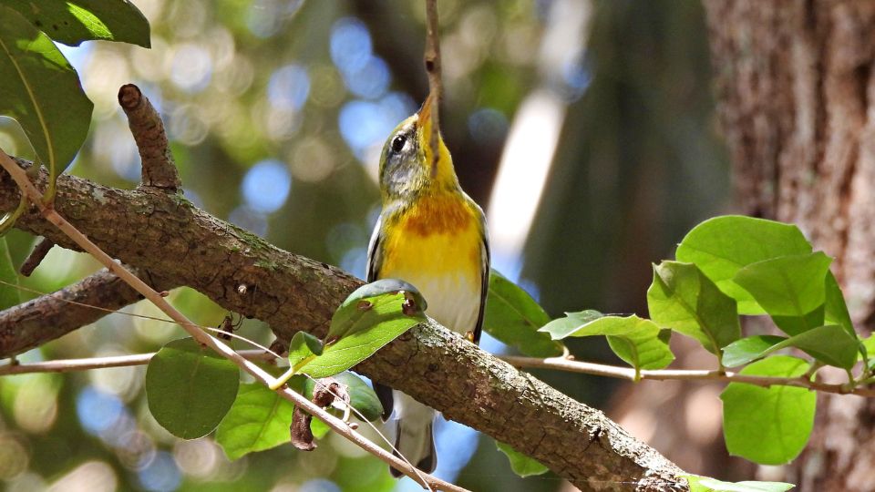 Északi lombposzáta (Setophaga americana)