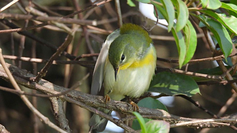 Északi lombposzáta (Setophaga americana)