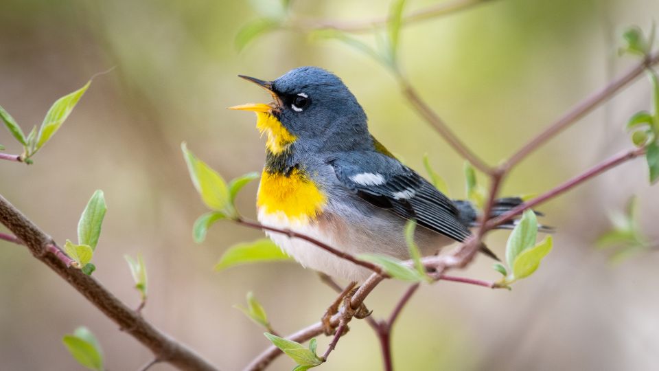 Északi lombposzáta (Setophaga americana)