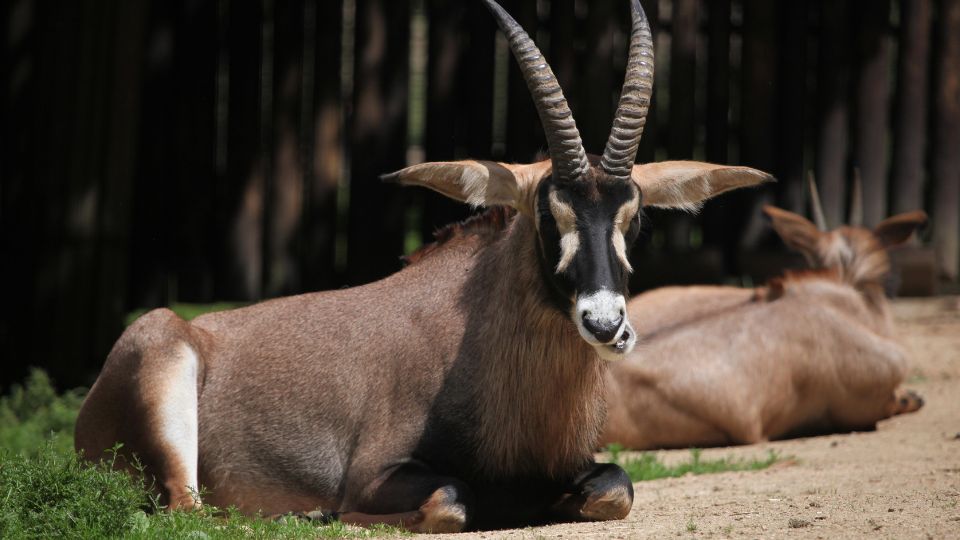 Fakó lóantilop (Hippotragus equinus)
