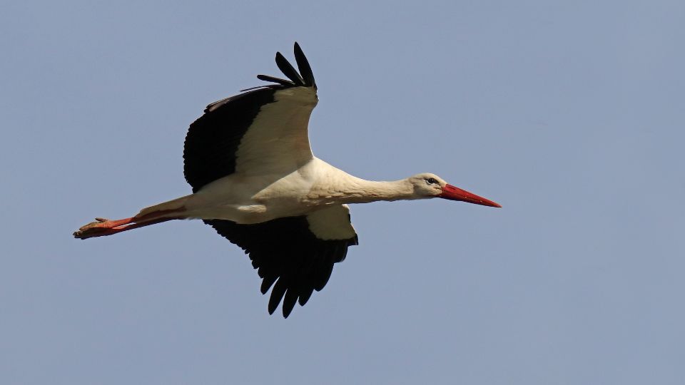 Feher golya Ciconia ciconia 1