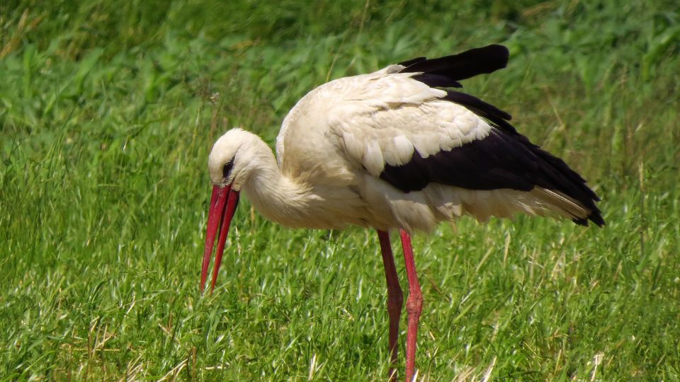 Feher golya Ciconia ciconia 2