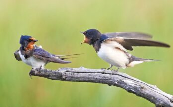 Fusti fecske Hirundo rustica