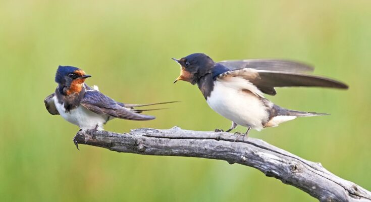 Fusti fecske Hirundo rustica