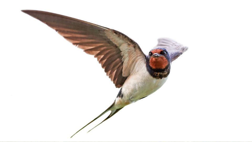 Fusti fecske Hirundo rustica 1