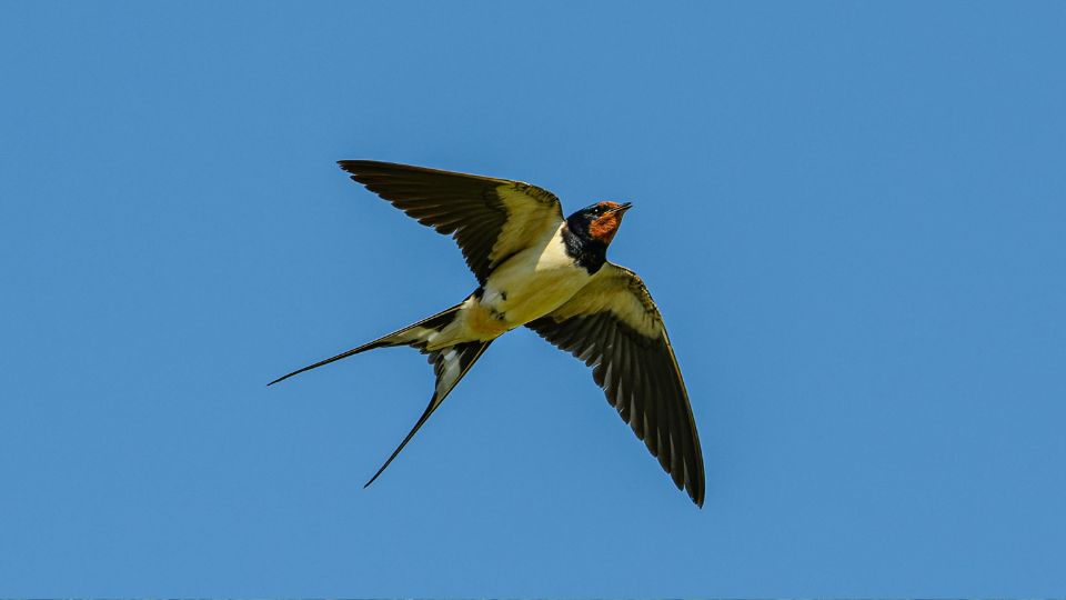 Fusti fecske Hirundo rustica 2