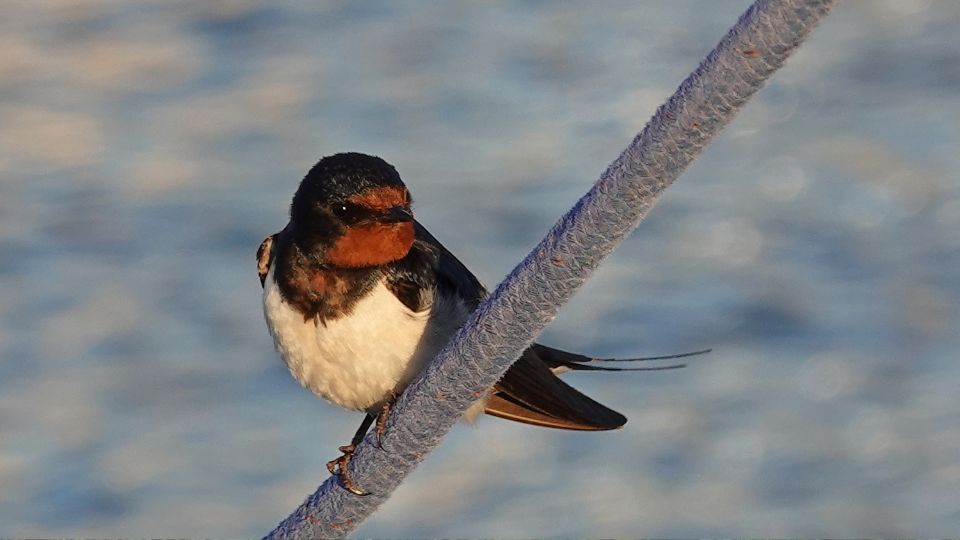 Fusti fecske Hirundo rustica 4