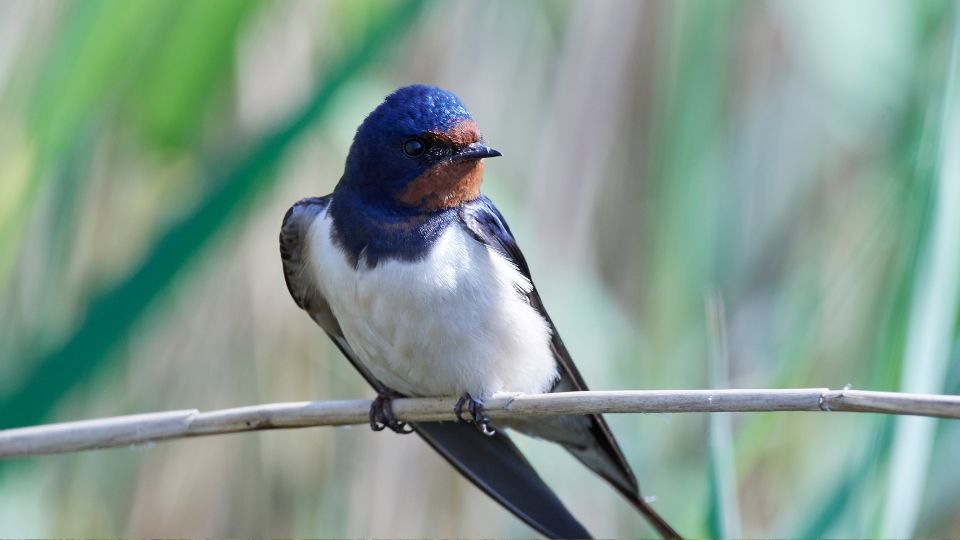 Fusti fecske Hirundo rustica 5