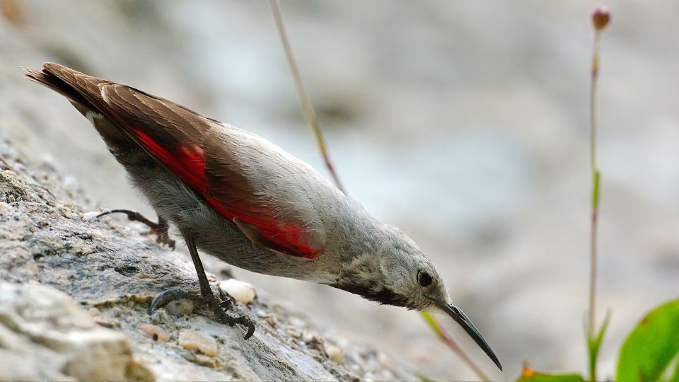 Hajnalmadar Tichodroma muraria 2