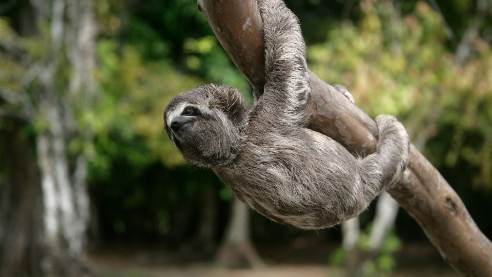Haromujju lajhar Bradypus tridactylus 2