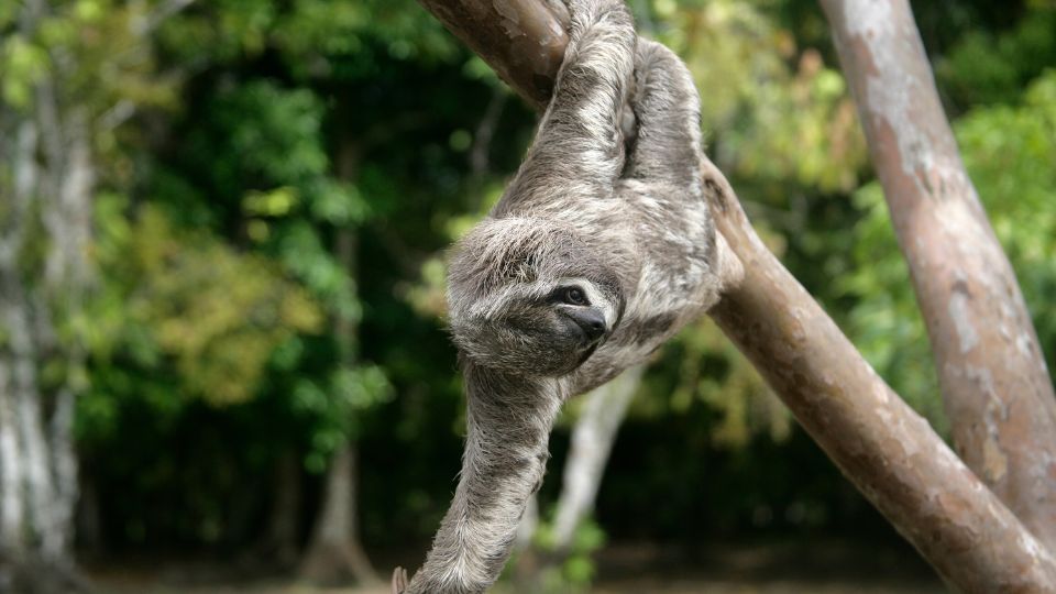 Haromujju lajhar Bradypus tridactylus 3