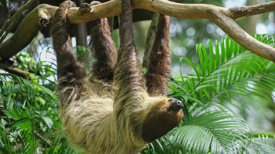 Haromujju lajhar Bradypus tridactylus 4