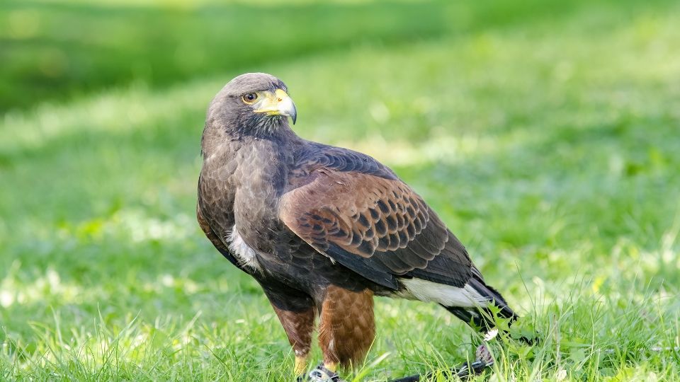 Harris olyv Parabuteo unicinctus 1 1