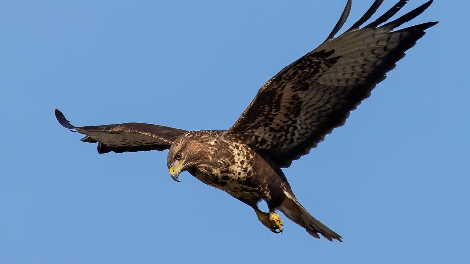 Harris olyv Parabuteo unicinctus 2