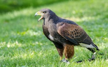 Harris olyv Parabuteo unicinctus