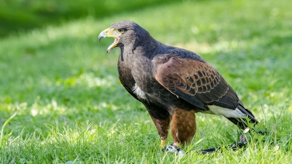 Harris-ölyv, amely hangosan kiált a zöld fűben állva, erőteljes megjelenéssel.