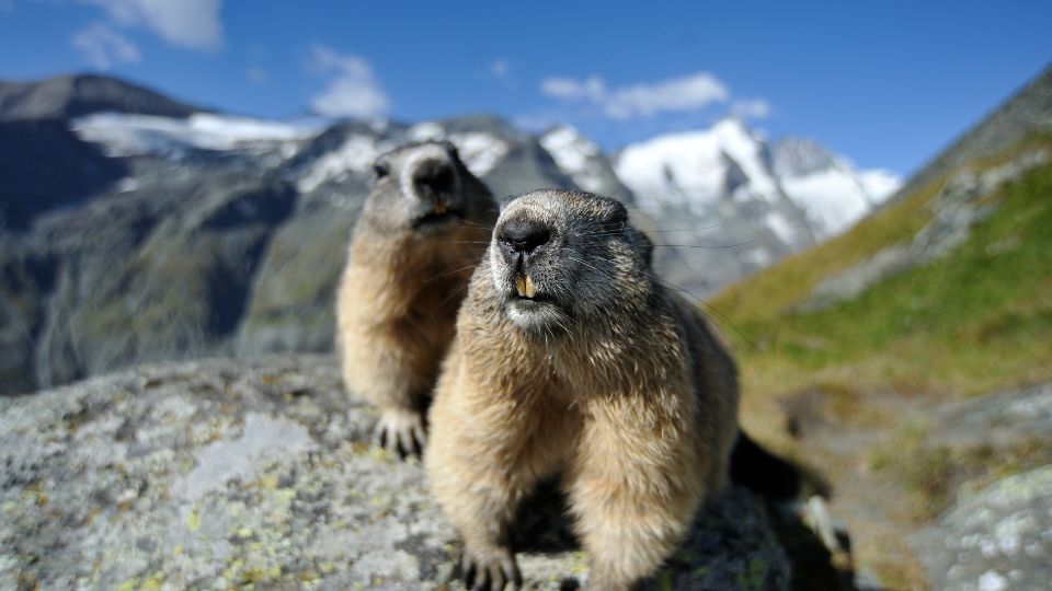 Havasi mormota Marmota marmota 1