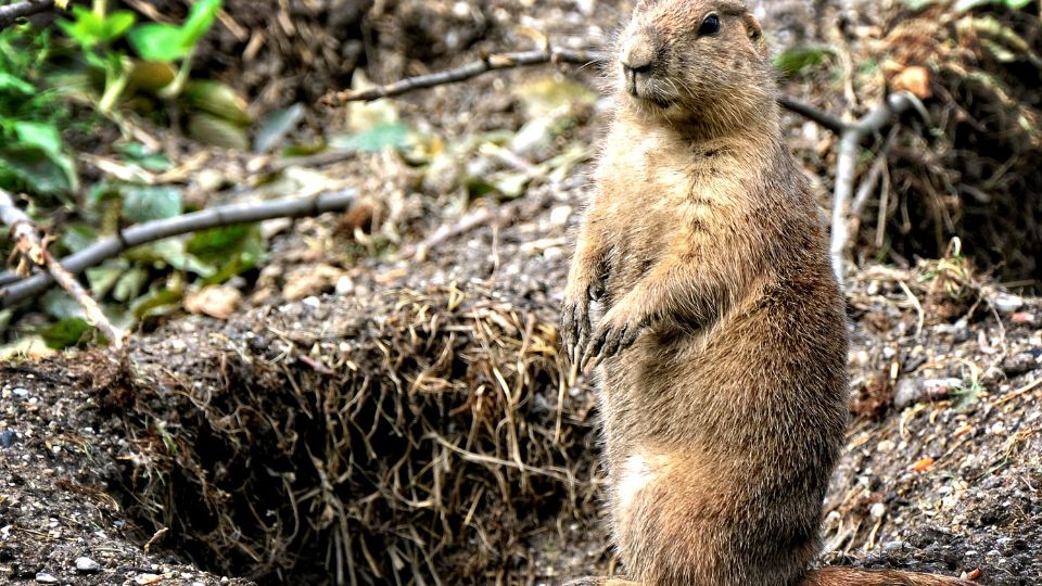 Havasi mormota Marmota marmota 2