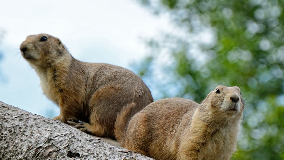 Havasi mormota Marmota marmota 3