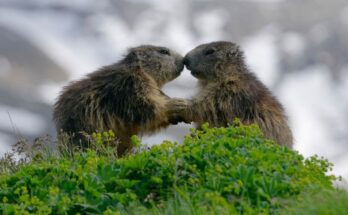 Havasi mormota Marmota marmota