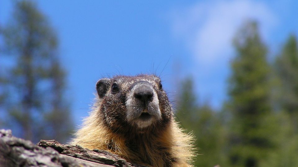 Havasi mormota Marmota marmota 4