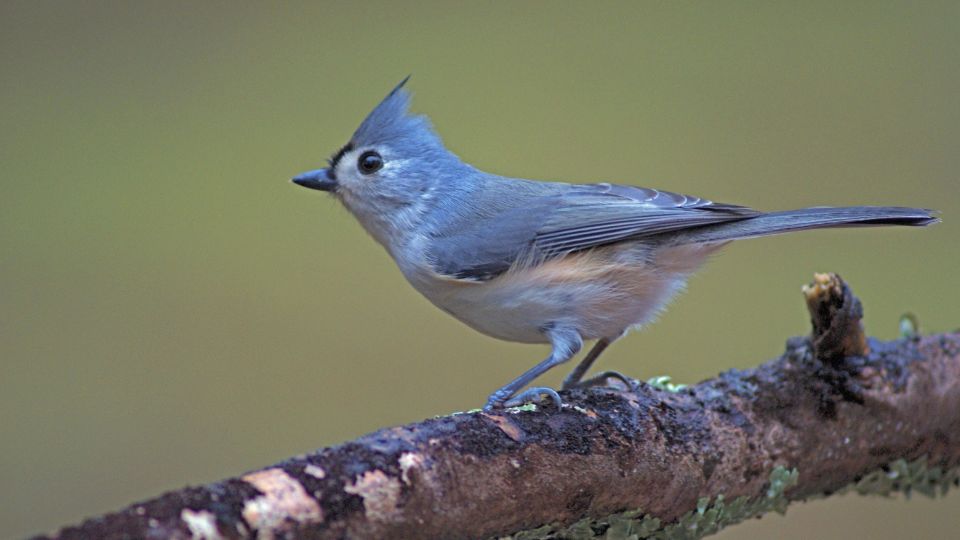 Indiáncinege (Baeolophus bicolor)