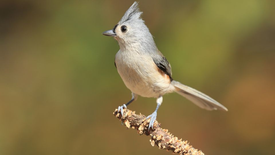 Indiáncinege (Baeolophus bicolor)