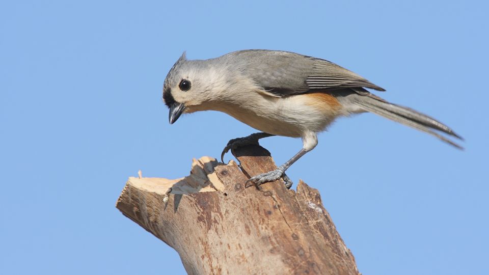 Indiáncinege (Baeolophus bicolor)