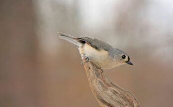 Indiancinege Baeolophus bicolor