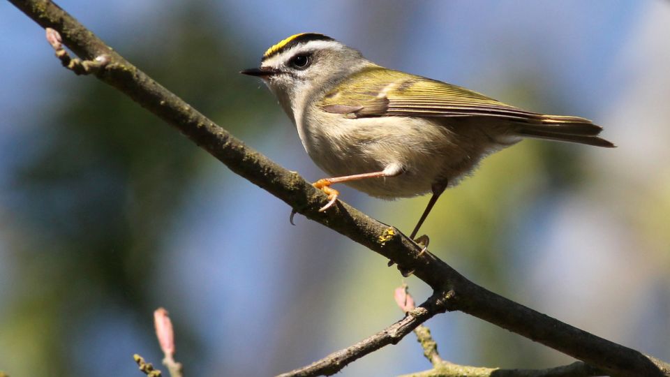 Kanadai királyka (Regulus satrapa)