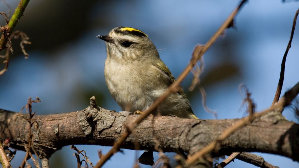 Kanadai királyka (Regulus satrapa)