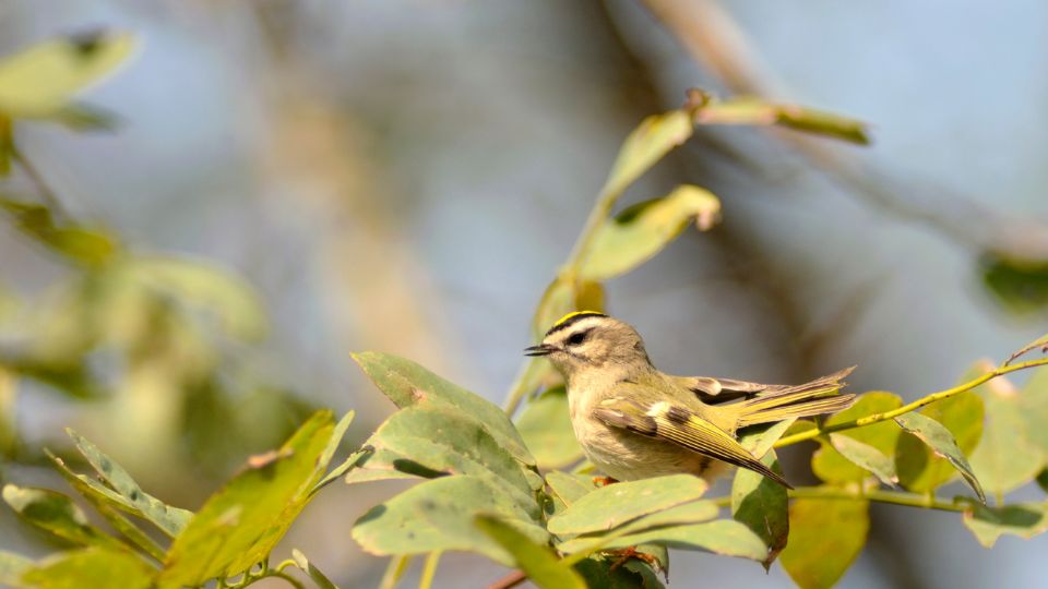 Kanadai királyka (Regulus satrapa)