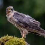 Egy karvaly, gyönyörű tollazattal, egy moha borította kövön áll.